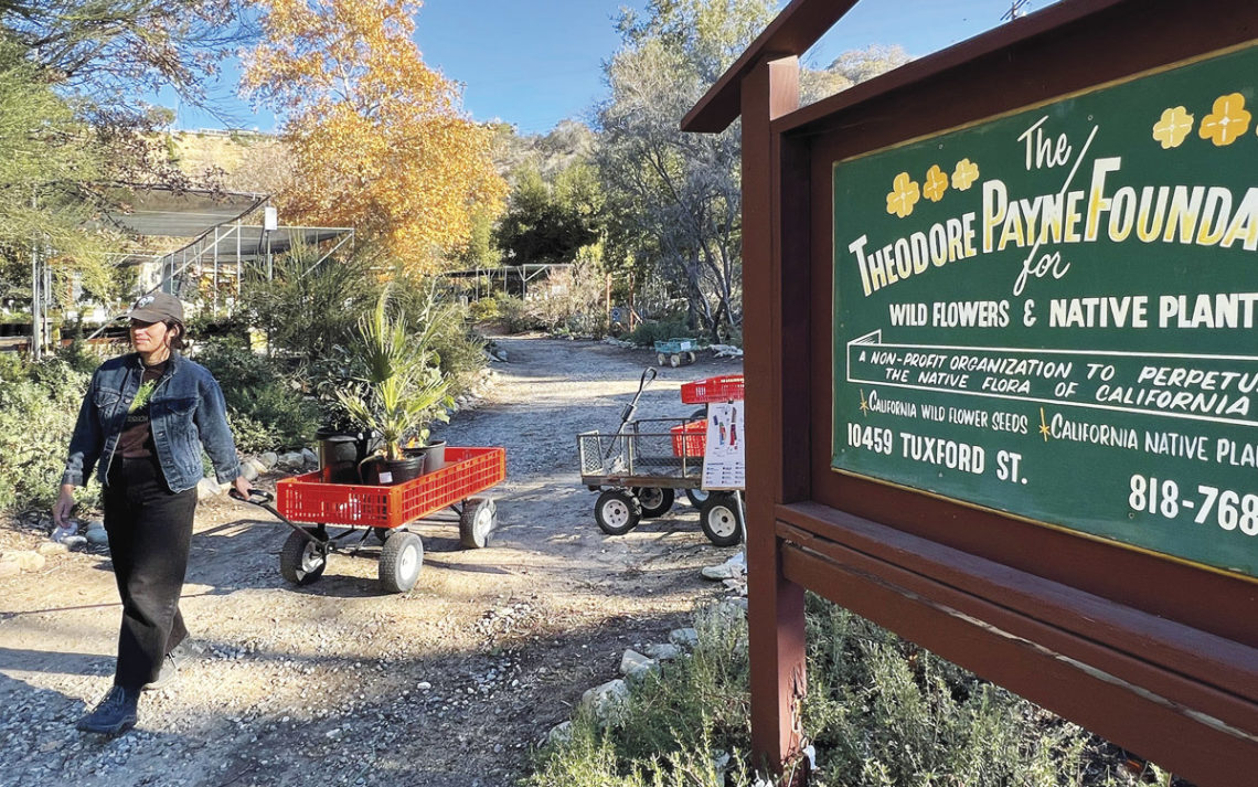 The Theodore Payne Foundation's native plant nursery.